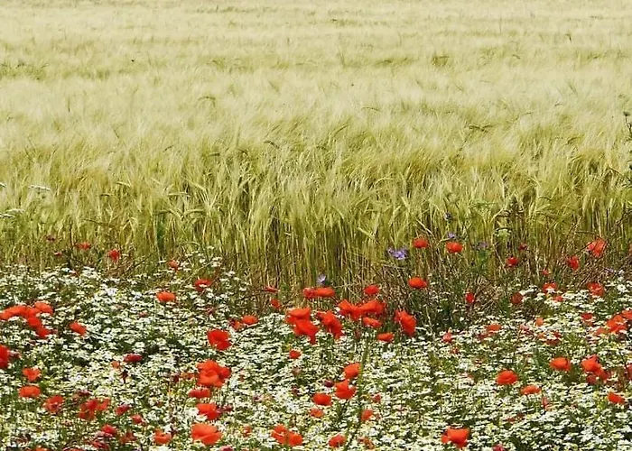 Petite Maison Dans Le Jardin Сasa de vacaciones